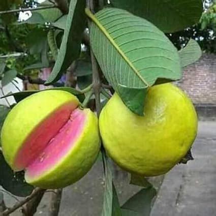 Guruji Plantation - Guava Live Plant. Beautiful Amrood Fruit Tree with ...