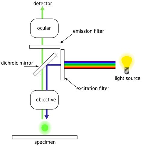 Fluorescence Imaging