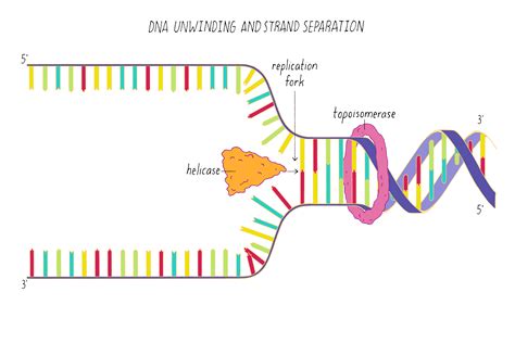 Dna Serves As A Template For The Synthesis Of