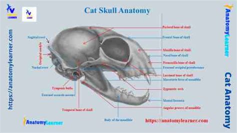 Cat Skull Anatomy with Labeled Diagram » AnatomyLearner >> The Place to ...