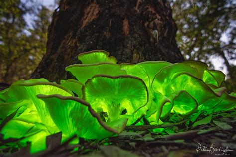 bioluminescent Ghost mushroom(Omphalotus nidiformis)Under the moonlight ...