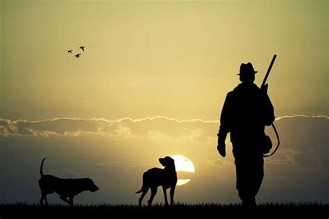 HD wallpaper: labrador, hunting labrador, kind, bird hunting, dogs, animals | Wallpaper Flare