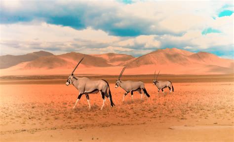 Oryx in der Namib Foto & Bild | fotomontage, composing , afrika Bilder auf fotocommunity