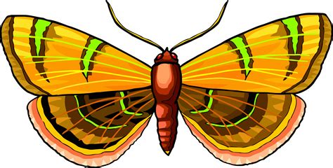 Moth PNG transparent image download, size: 2400x1220px