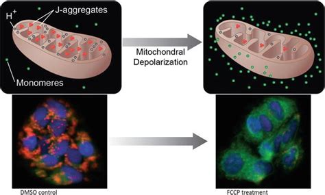 Mitochondrial Membrane Potential Assay | SpringerLink