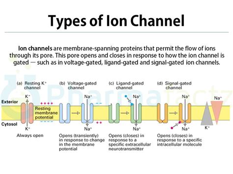 ion channels types - Google Search | Mcat study, Anatomy and physiology, Medical science