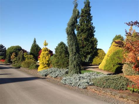 from our visit to Iseli Nursery, Growers in Oregon | Miniature Conifers | Pinterest | Nurseries ...