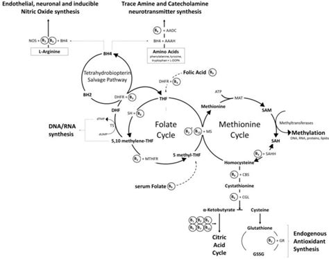 Click on image to zoom | Mthfr, Methylation, Mthfr mutation