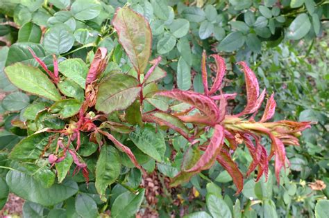 Gene's Garden: Rose Rosette Disease in my garden