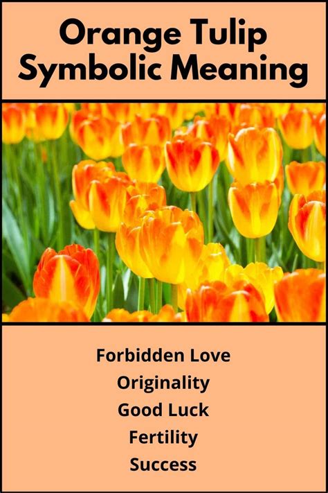 Orange Tulips Meaning & Symbolism (Success & Passion)