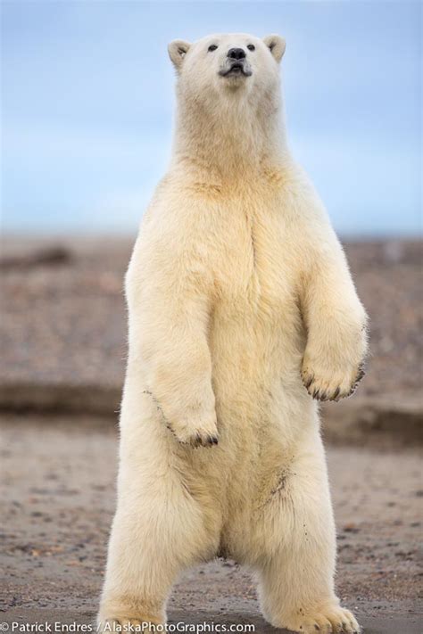 A standing polar bear can reach the height of 7.25 to 8 ft (2.2 to 2.5 ...