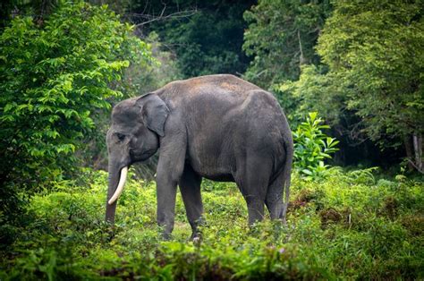 Kisah Gajah Codet Berjalan Puluhan Kilometer demi Mencari Pasangan - National Geographic