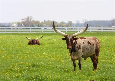 The Best George Ranch Historical Park Tours & Tickets 2021 - Houston | Viator