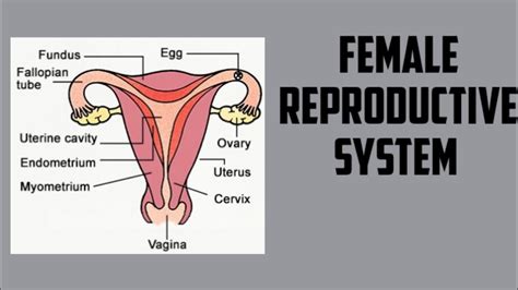 Anatomy Picture Of Female Reproductive System : Detailed Female ...