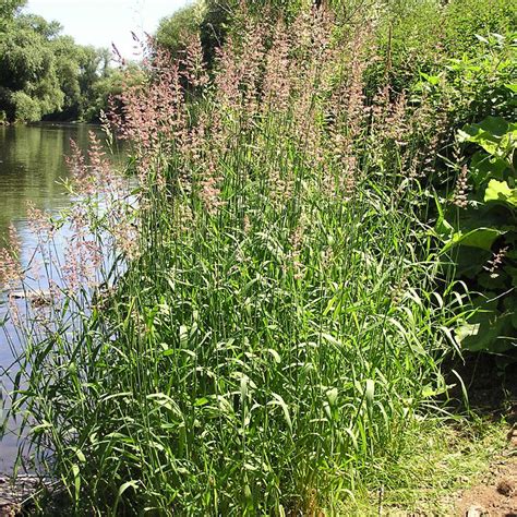 Phalaris arundinacea Archives - WeedWise Program