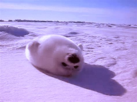 Lazy Harp Seal Animal GIF - UINona GIFs