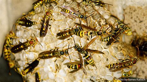 Paper Wasps and Yellow Jackets | Nebraska Extension in Lancaster County