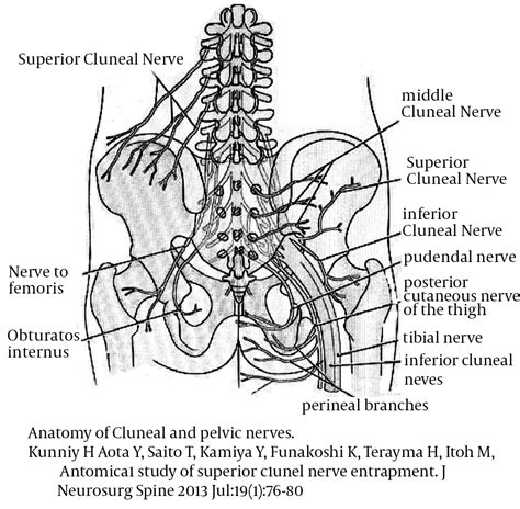 Hari's Random Thoughts by Hariharan Ramamurthy: Superior Cluneal Nerve ...