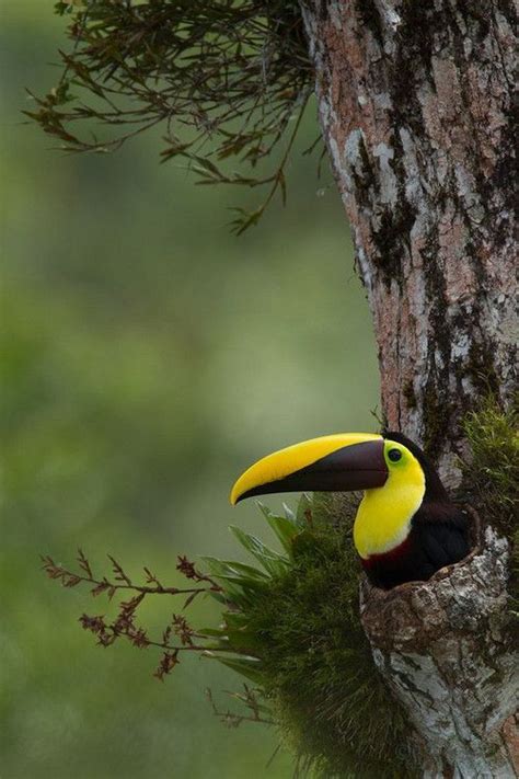 Flying Jewels, God`s Awesome & Gorgeous Creation. — Chestnut Mandible Toucan on the nest in the ...