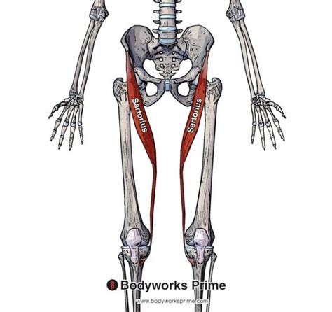 Pectoralis Minor Muscle Flashcards - Bodyworks Prime