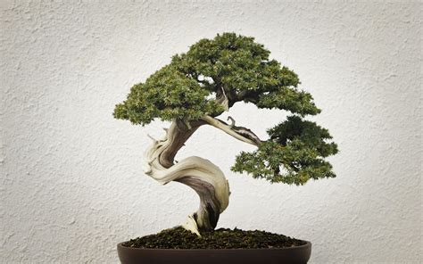 Bonsai Tree Wallpaper (68+ pictures) - WallpaperSet