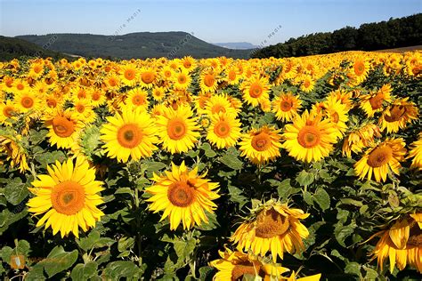 Bestellen - Sonnenblumenfeld (Helianthus annuus) Bild - Bildagentur