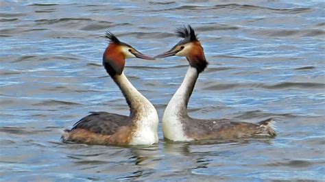 Baltsende Futen / Great Crested Grebe Courtship Dance - YouTube