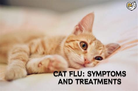 Cat Flu: Symptoms and Treatments