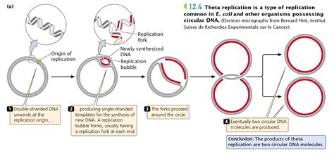 Origin Of Replication Bacteria