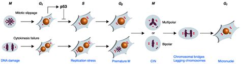 IJMS | Free Full-Text | Whole-Genome Duplication and Genome Instability in Cancer Cells: Double ...