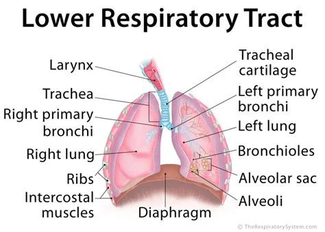 Function Of The Airways In The Respiratory System