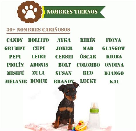 Pin en Nombres para perritas