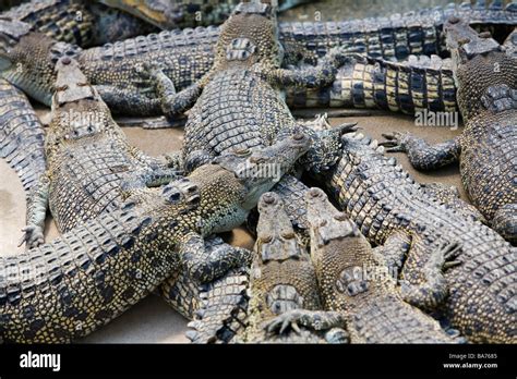 Crocodiles at Crocodylus Park. Darwin, Northern Territory, AUSTRALIA Stock Photo - Alamy