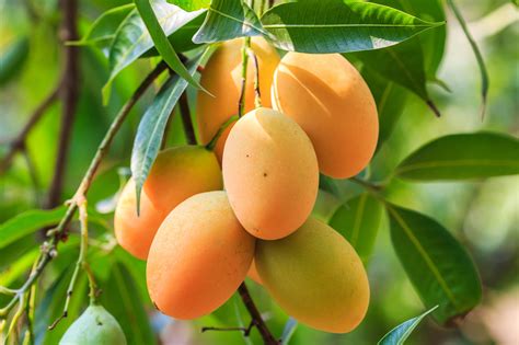 Mango Farming Beginner Guide | Greenlife | 2024 Update