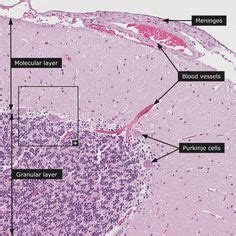 150 Histology ideas | anatomy and physiology, microscopic photography, physiology