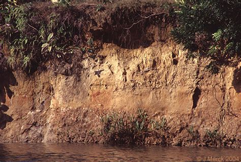 Putroe Intan - Dunia Alam Flora Fauna dan Lingkungan