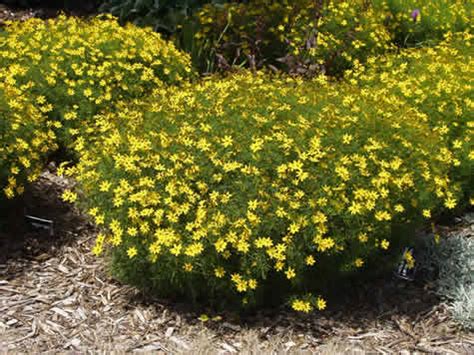 Zagreb Coreopsis (Tickseed) | Miller Nursery