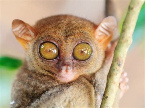 philippine-tarsier-eyes-are-bigger-than-brain-can-rotate-180-degree