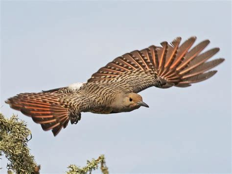 Northern Flicker | Celebrate Urban Birds