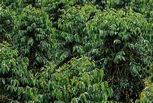 Kona Coffee Trees – Konacoffee.com