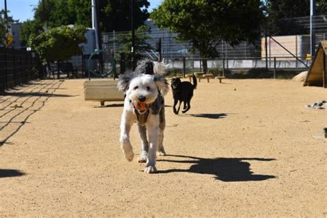 Off-Leash Guidelines for Dog Parks and Daycares