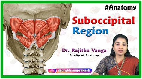 Anatomy of the suboccipital region - Suboccipital triangle ...