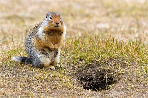 Columbian Ground Squirrel at Manning Park