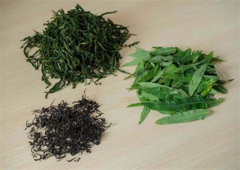 Tea Oxidation: What Is It? - Brewed Leaf Love