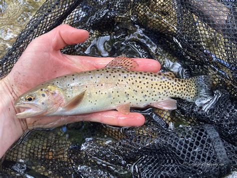 Native Trout Fly Fishing: Bonneville Cutthroat Trout