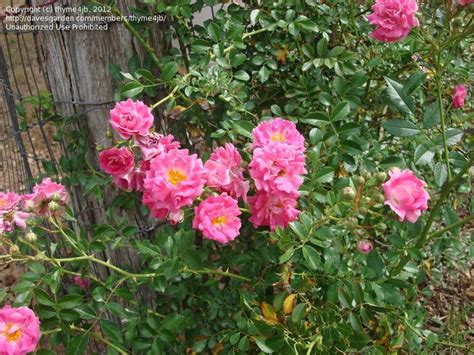 Imgs For > Wild Rose Bush | Climbing roses, Rose bush, Plant identification