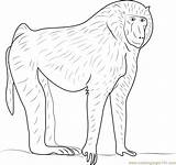 Olive Baboon Coloring Page For Kids  Free Printable sketch template