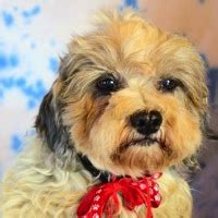 Donate to Havanese Rescue ― DONATIONS