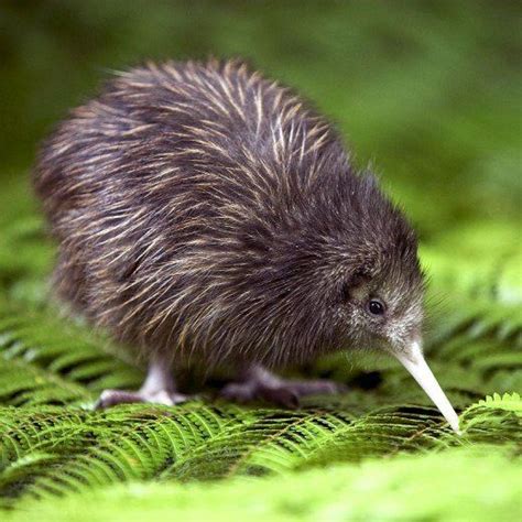 Maori myths and legends of New Zealand native birds | Birds, Flightless ...