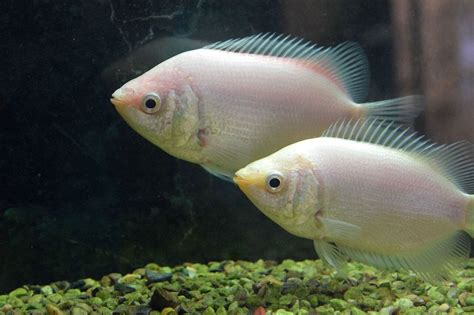 Get Information On Kissing Gourami Fish | Pets Nurturing